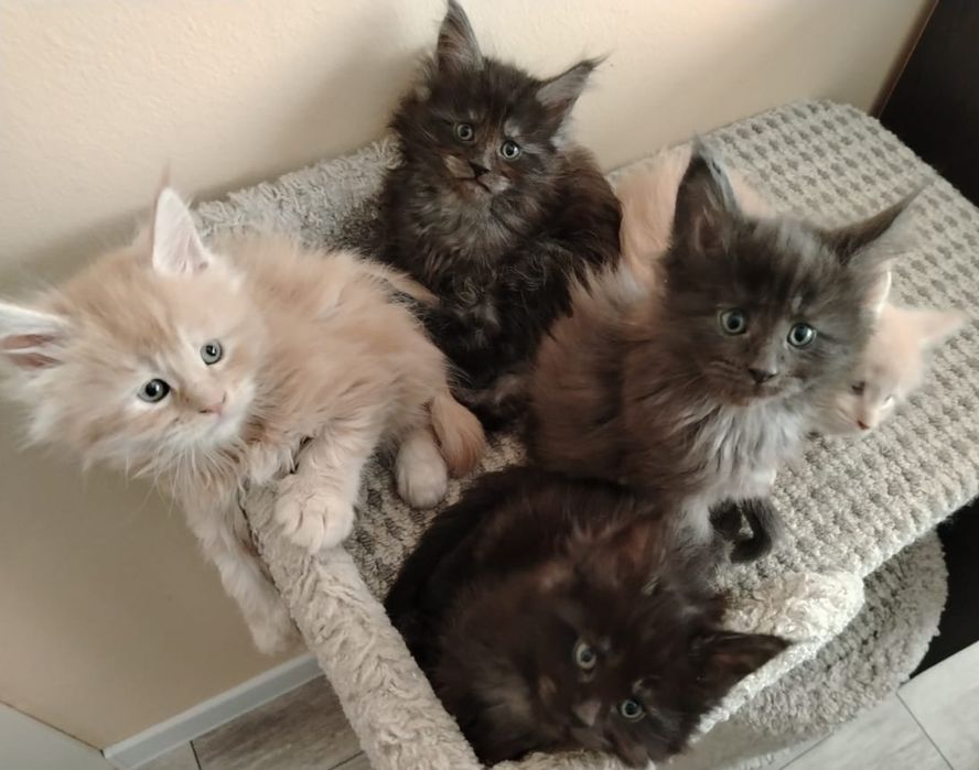 Котята породы Мейн-кун