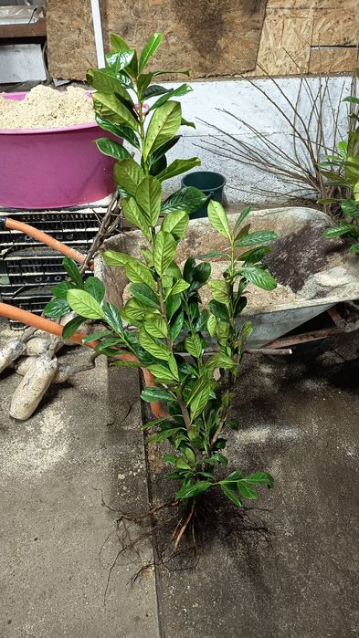 Vând laur englezesc 70-90 cm., trandafiri copac, pomii fructiferi etc., telefon 07539696477