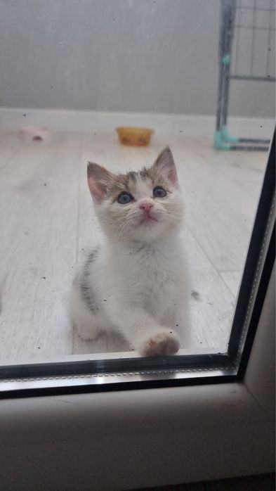 Котята ищут дом, девочки