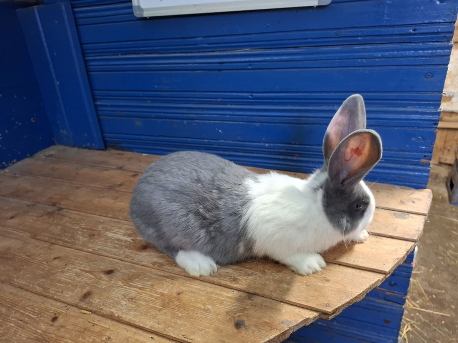 Iepuri Hycole Francez 
Vând iepuri H