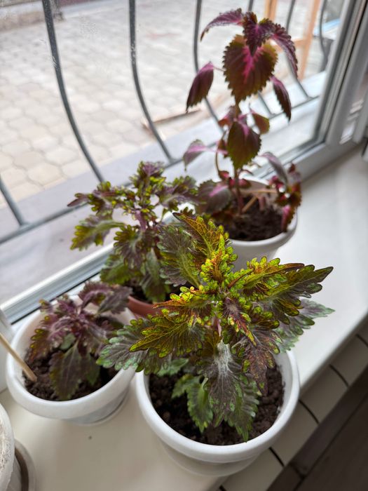 Колеусы несколько