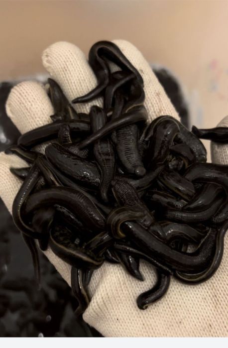 Медицинские Пиявки 24/7