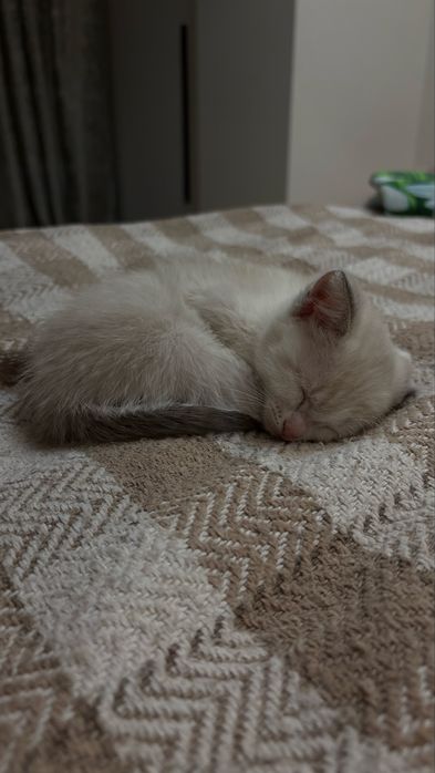 Котенок 1,5 месяца