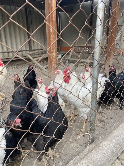 Петухи Брамо(лохмоногие), молодые