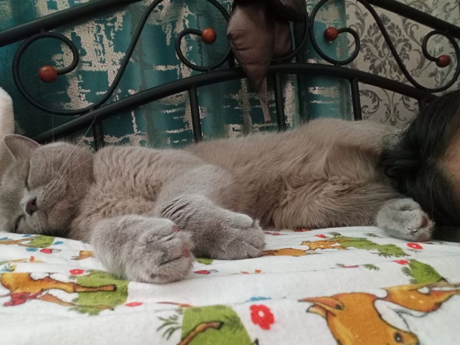 Отдам кота британца