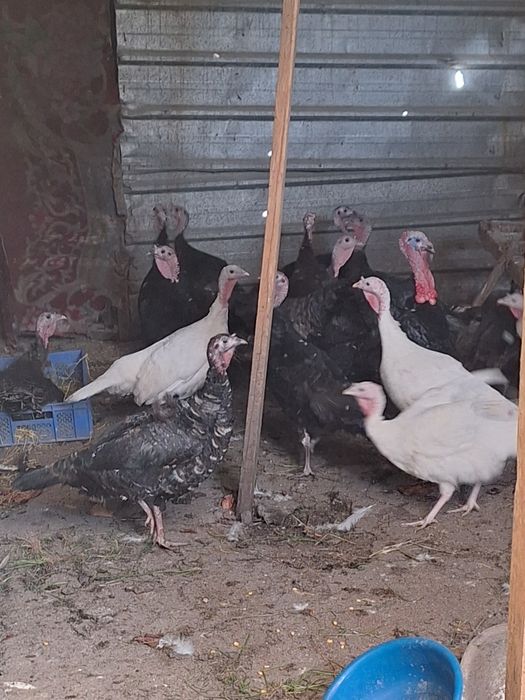 Продам индюков самки