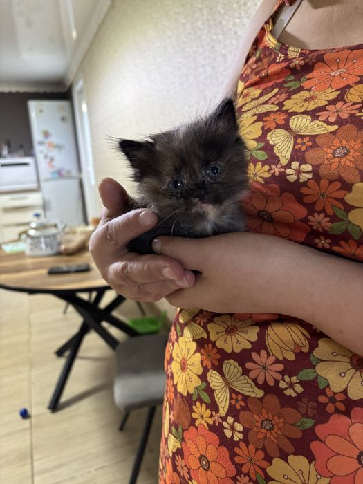отдам котёнка в добрые руки
