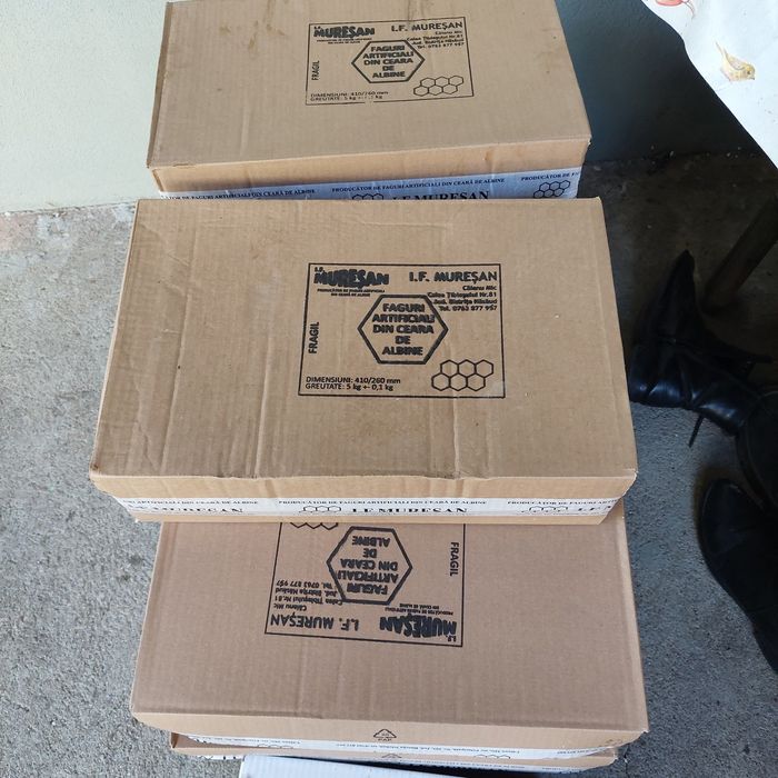 Foite ceara albina 1/1