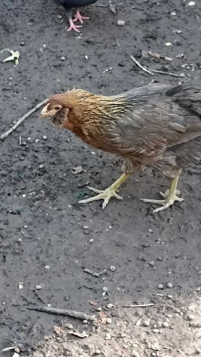 pereche de araucana gat auriu