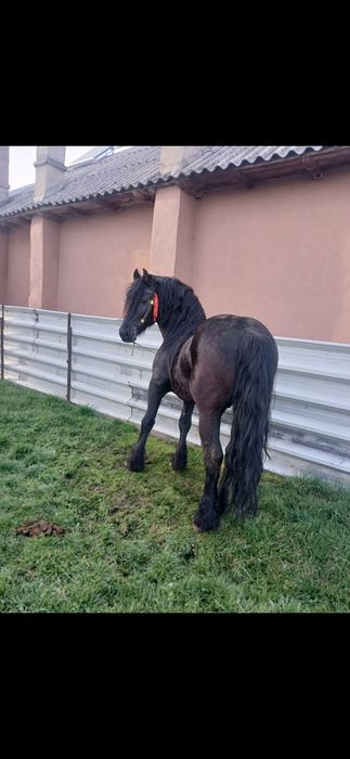 Vând armasar cu acte în regula!