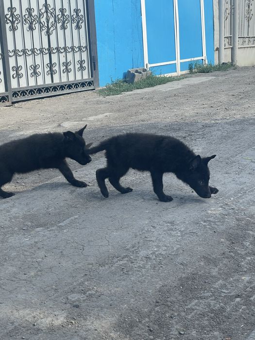 Щенки немецкой овчарки
