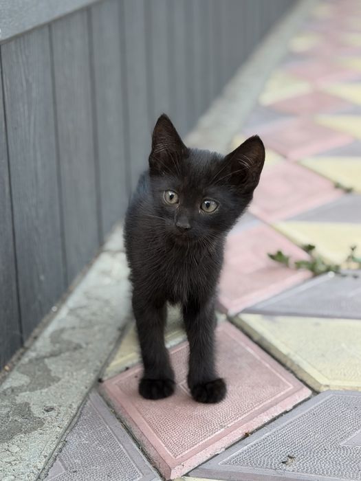 Отдам в добрые руки котят, два мальчика и девочка!