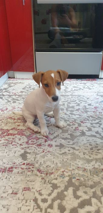 Щенок Джек Рассел