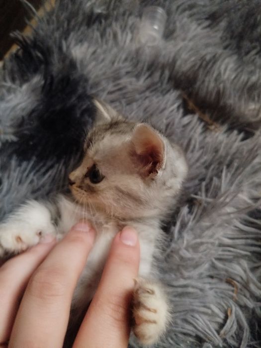 Отдам котят в хорошие руки