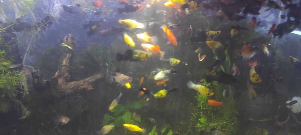 Моллинезии,живородящие.