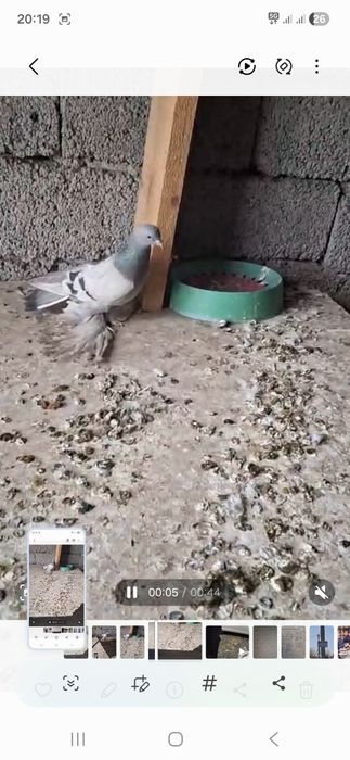 Голуби на продажу