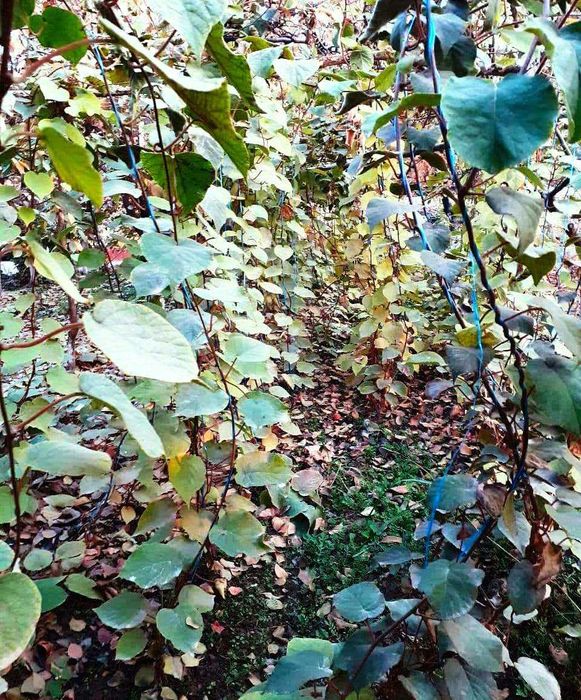 Йирик Киви кўчатлари