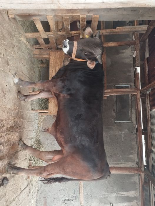 Продается  бычок