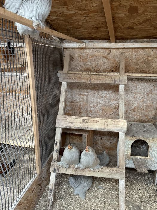 Vand oua de incubat cochinchina pitic lavanda