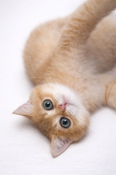 Британские котята. Шиншилы.