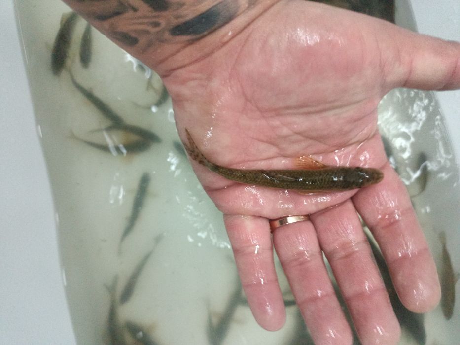 Продам живца карисик,плотва,пескарь