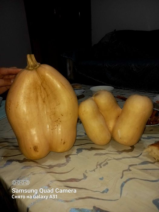 Асқабақ   тыква   сатылады