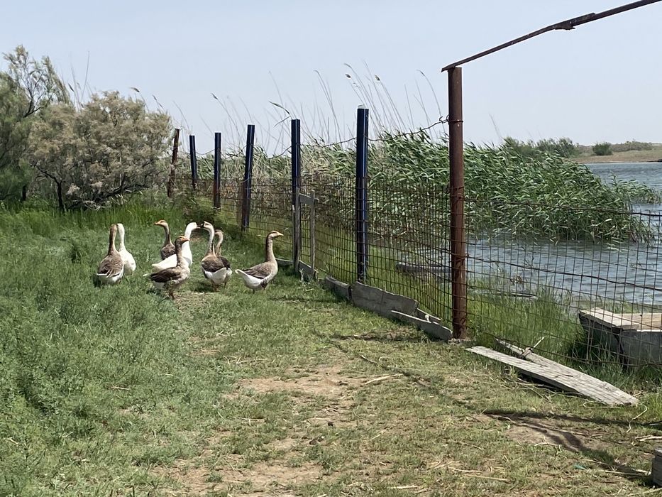 Крестьянкое хозяйство в Атырау