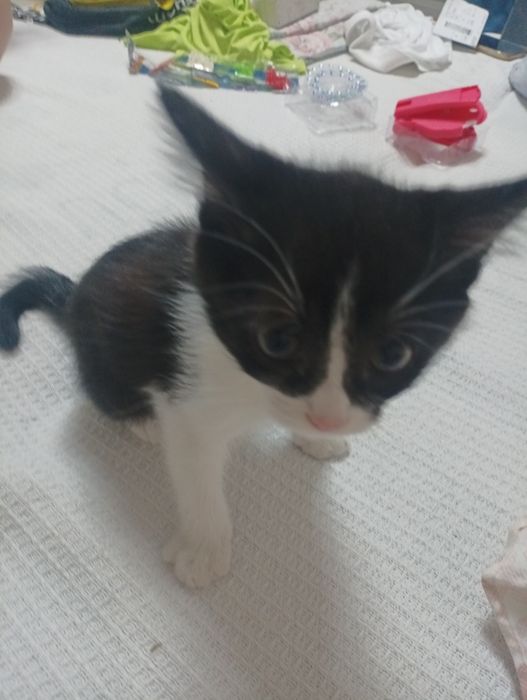 Котенок в добрые руки