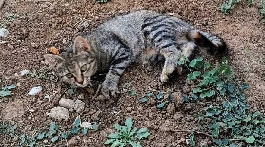 Подарявам котенце