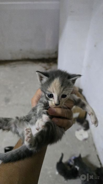 Kichkina mishiklar 1oy
