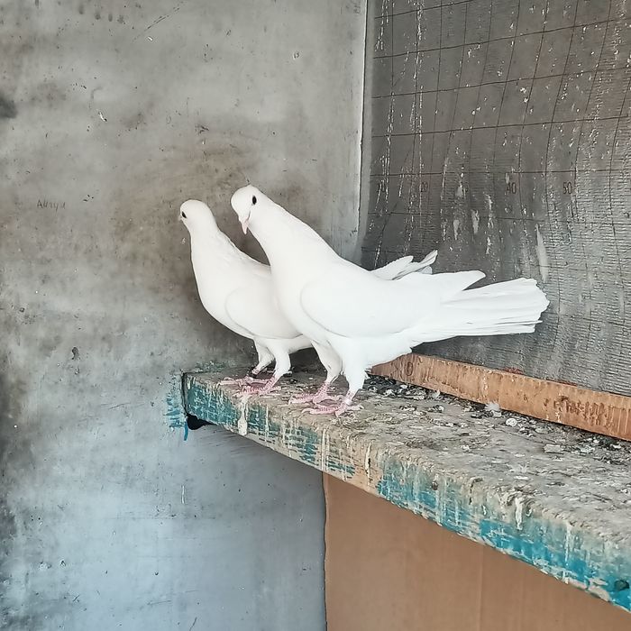 Широкахвостый сатылады Түркестанда