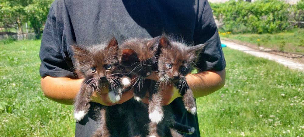 Отдам котят бесплатно