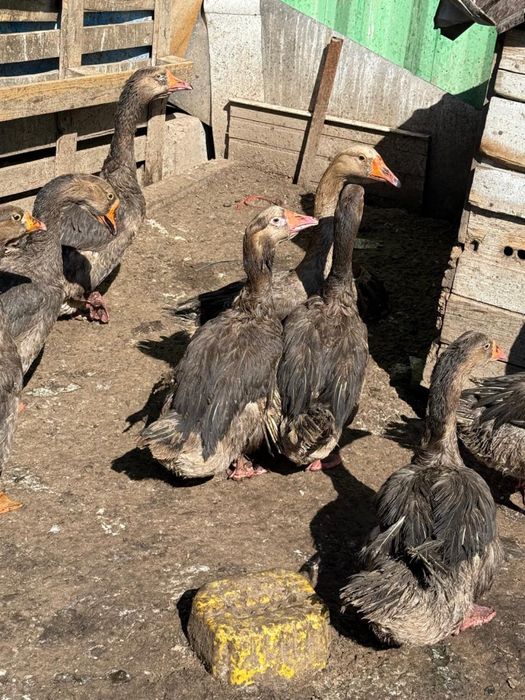 Продам гусей жирные