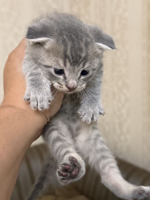 Вислоухие котята