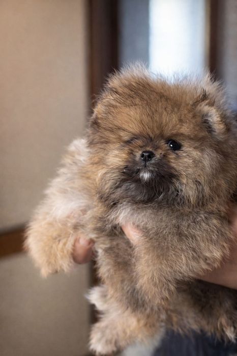 Померанчета - момчета