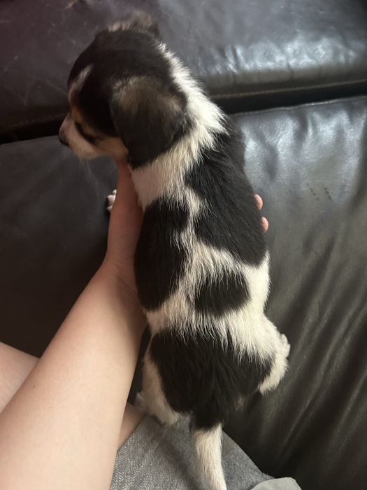 Donez catei de talie mica