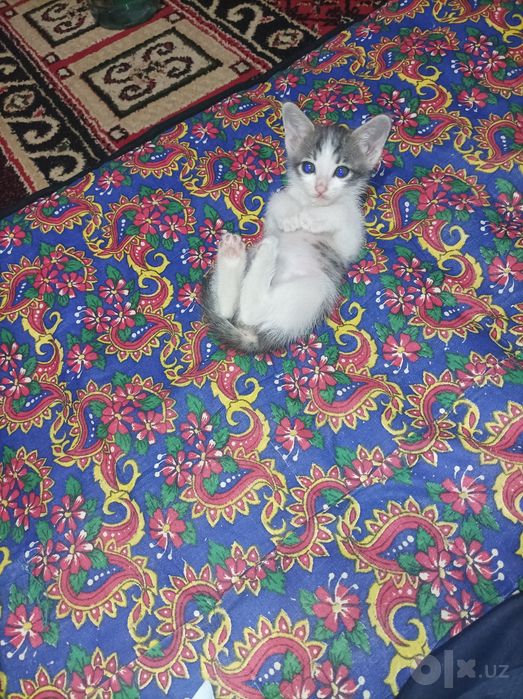 3ta mushuk bolasi hadiyaga