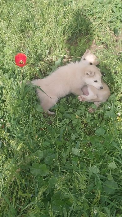 Хаски щенята продаем