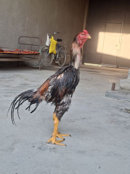 Jujamiz sotiladi balan narsa qarashga vaxt yu shu uchun sotyapman