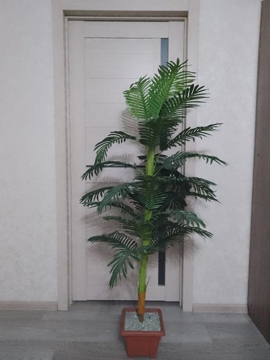 Декоративная пальма