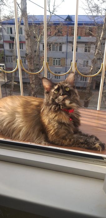 Передержка собак, кошек, грызунов.