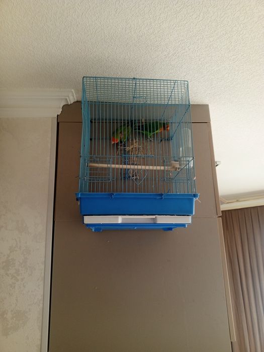 Обмен попугаев на других попугаев