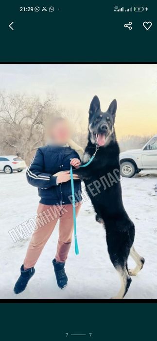 Щенки ВЕО с документами!