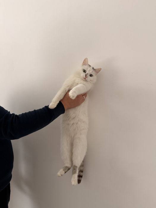 Отдам кошку белая