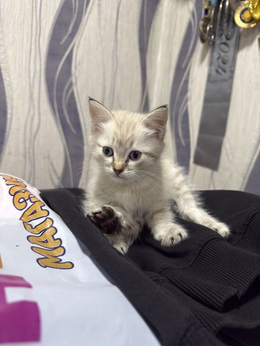 Отдам котят в добрые руки