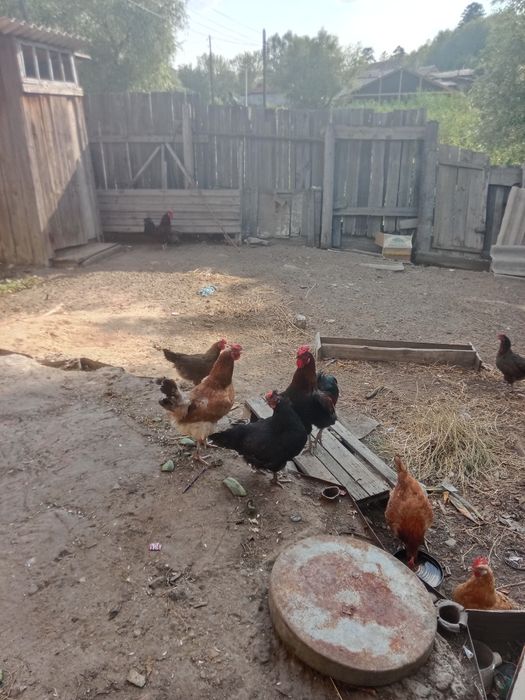Курицы домашние петух