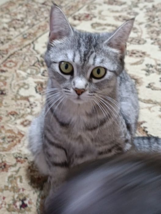 Продам котят британцев