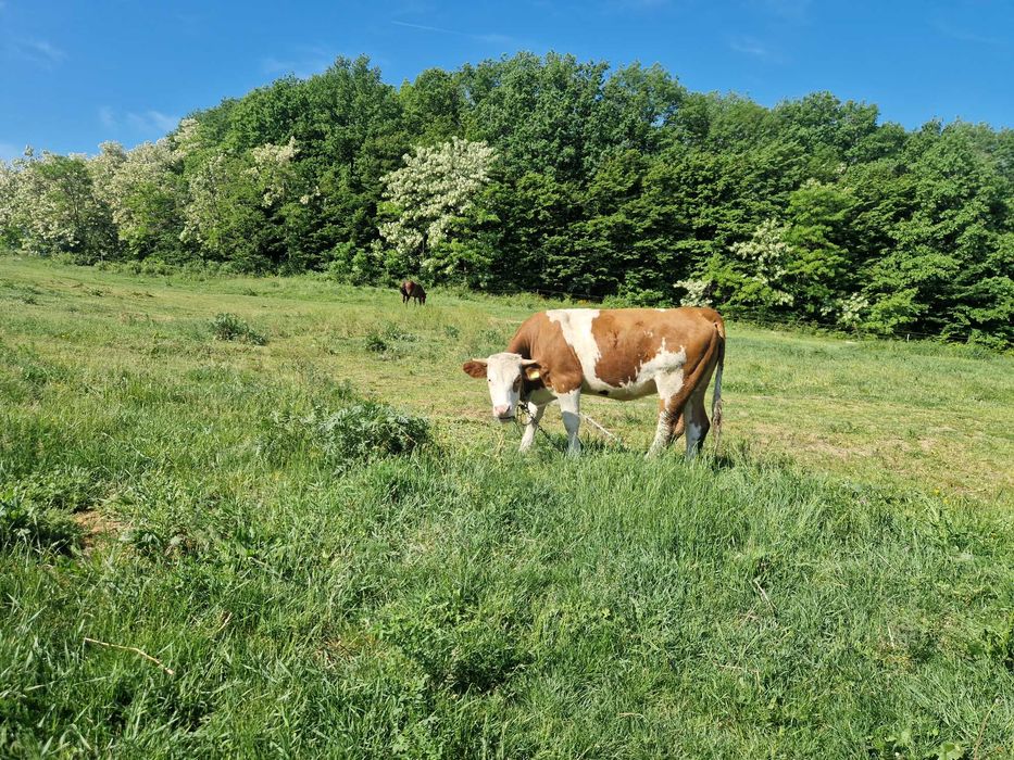 Jurinca de vănzare