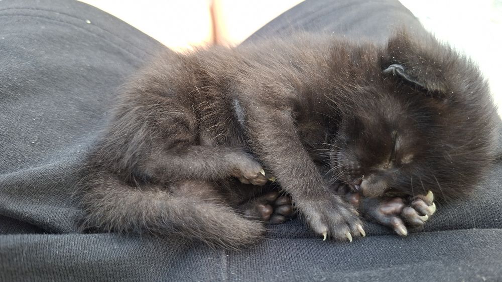Котенок черный маленький