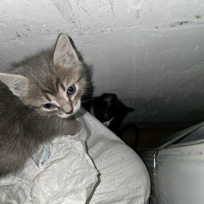 Отдам котят,  помесь турецкой ангоры